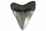 Juvenile Megalodon Tooth - Georgia #158808-1